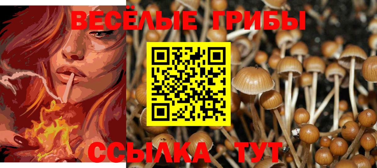 Псилоцибиновые грибы Psilocybine cubensis Кандалакша